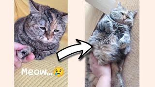 Sad cat meows for pets  | The Best of Guang Dang