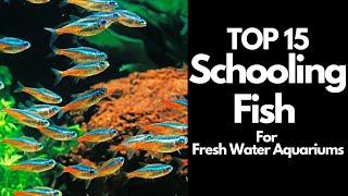 The 15 BEST Schooling Fish For Freshwater Aquariums 