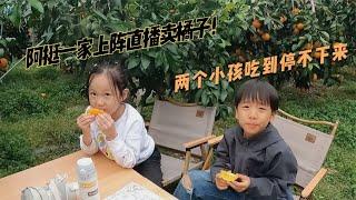 阿挺一家上阵卖红美人橘子，两个小孩在果园吃的停不下来太好吃了【阿挺的房车视界】