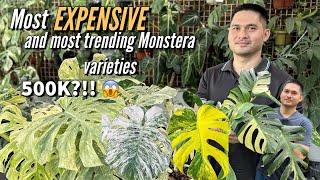 10 MOST EXPENSIVE MONSTERA VARIETIES