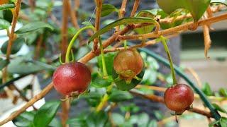 Finally time to taste one!! Growing Chilean Guava in the UK: The most delicious berry!