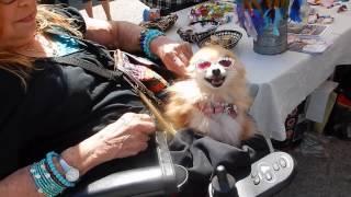 Strolling through  the Native American Festival on Shoreline Village Boardwalk