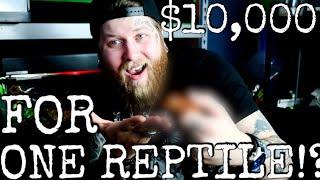 $10,000 REPTILE IN MY COLLECTION?!?!