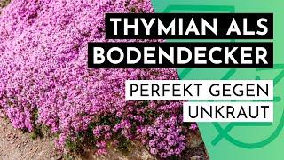 Thymian als Bodendecker – wunderschön und perfekt gegen Unkraut