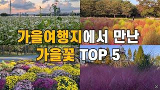 4k) 가을여행지에서 만난 가을꽃 TOP 5/올림픽공원 댑싸리 황화코스모스/드림파크 야생화단지 핑크뮬리 국화/반포한강공원 메밀꽃/autumn flowers