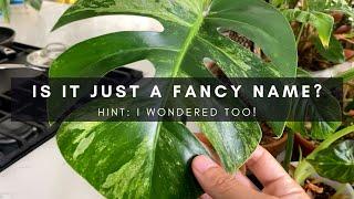 Is the Variegated Mint Monstera Real? (or is it just an albo?) | Ep 118