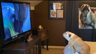 Khaleesi the Bulldog, “Jurassic Park” Reaction