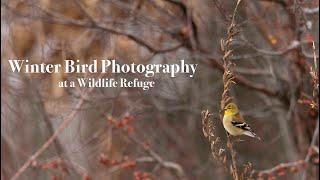 Winter Bird Photography at a Wildlife Refuge