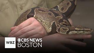 An up close look at the animals at the Franklin Park Zoo in Massachusetts