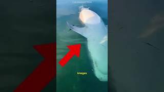 why you should do nothing if you see this...