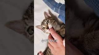 당신이 고양이에게 물리는 진짜 이유 7가지 #shorts