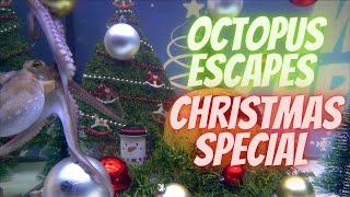 Octopus Escapes - Christmas Special - Episode 5