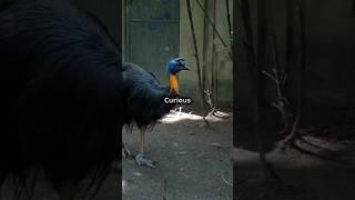 Cassowary: The Most Dangerous Bird on Earth! #birds # shorts