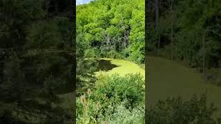 Walking by some sort of Eden. #brantford #walking #nature #pond #beautiful #green #flora #ontario