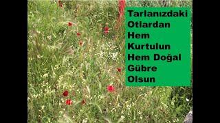 Yabani Otlardan İlaçsız Olarak Kurtulun %100 Çözüm