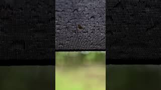 летний дождик #природа#дождь#nature #rain