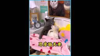 这是全网最恩爱的猫夫妻，每天都在秀恩爱，幸福的生活让人羡慕 #猫咪   #萌宠的迷惑行为  #animals