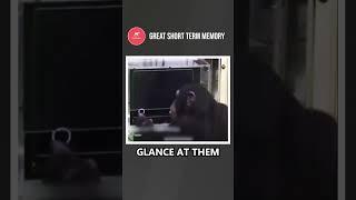 Chimpanzees brains work fast