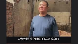 养猪厂，这视频讽刺的什么懂得都懂