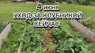 УХОД ЗА КЛУБНИКОЙ В НАЧАЛЕ ИЮНЯДО СБОРА УРОЖАЯ#клубника #ягоды #огород #урожай #дача #ягода