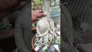 Adenium Plant || Adenium Boy Rourkela #adenium #gardening #hobby #nature