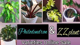 philodendron & ZZ plant varieties online sale