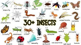 Learn Insect Names for Kids in English |️ 30+ Insects Names for Children Learning | Kids Stuffz