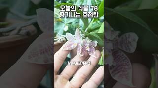 78. 1년 내내 꽃피는 향기나는 호접란 3종 추천!!