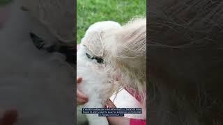  ULTIMATE GUIDE • Traveling with Your Dog  | Curious Corner.