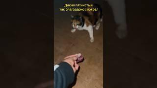 Дикий пятнистый кот так благодарно смотрит