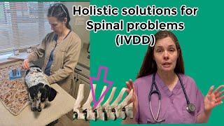 Holistic solutions for spinal problems (IVDD) in dogs and cats