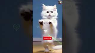 Cute cat nice dance  #aicat #dancingcat #shorts