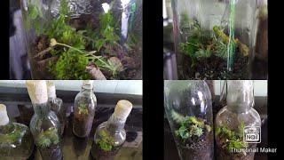How to make terrarium.ways of reusing a glass bottle by Anmol Samsuhang