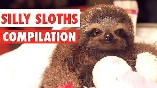 Silly Sloths Video Compilation 2017