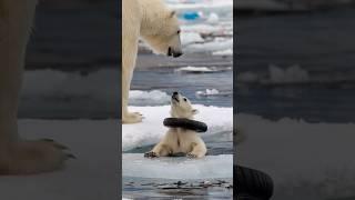 A touching story about a mother bear rescuing a seriously injured cub in the harsh Arctic region.