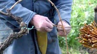 Binding vines with willow branches