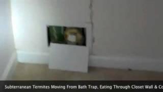 Termits In Bath Trap