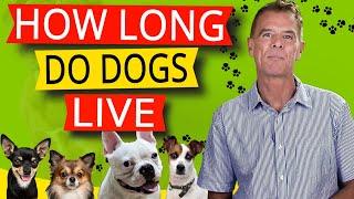 How Long Do Dogs Live (And What Makes Them Live Longer?)