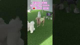 원래 손을 잘쓰는 또유인데 더 잘 노는 두칠이 ㅋㅋㅋㅋㅋㅋㅋㅋ #강아지브이로그 #강아지일상 #릴스 #asmr #요리조리유치원 #충주애견유치원