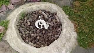сад своими руками, когда хочется красоты
