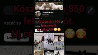 Köszönjük..gyerünk 900🫶 #horse #schleich #schleichhorses #valmar #radicsgigi #horselovers #cute