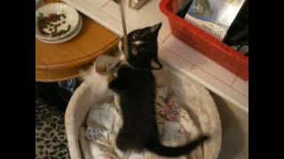 Playing with a Tuxie Kitten