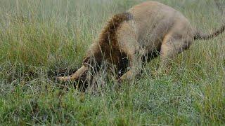 Male lion traps a warthog in a hole