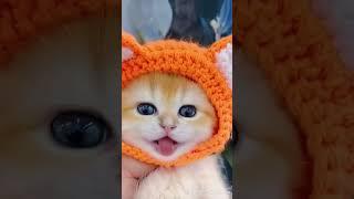 Little mao #cat #catvideos #shorts