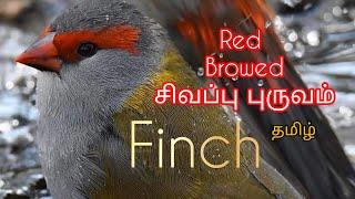 Red Browned Finch|| Australian waxbill||Olive green back Finch||Exotic Finch||Mps Farm