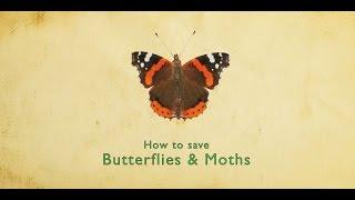 How to Save Butterflies and Moths | Butterfly Conservation