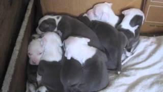BLUE NOSE PITBULL PUPPY HUDDLE!  4 WEEKS OLD