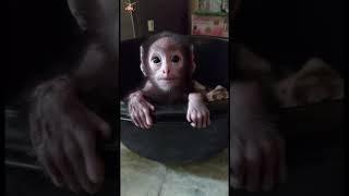 Tell me something about you how you feel with us #shorts#monkey#animallover @bhadrabadrinarayan