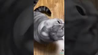 Funny Furry Friends - Funniest Animal Videos 1 #pets #cats #dogs