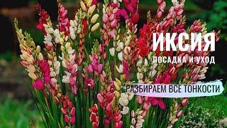 ИКСИЯ. Посадка, уход, зимовка растения.